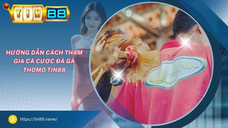 Hướng dẫn cách tham gia cá cược đá gà Thomo TIN88 Hướng dẫn cách tham gia cá cược đá gà Thomo TIN88