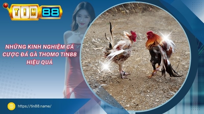 Những kinh nghiệm cá cược đá gà Thomo TIN88 hiệu quả Những kinh nghiệm cá cược đá gà Thomo TIN88 hiệu quả