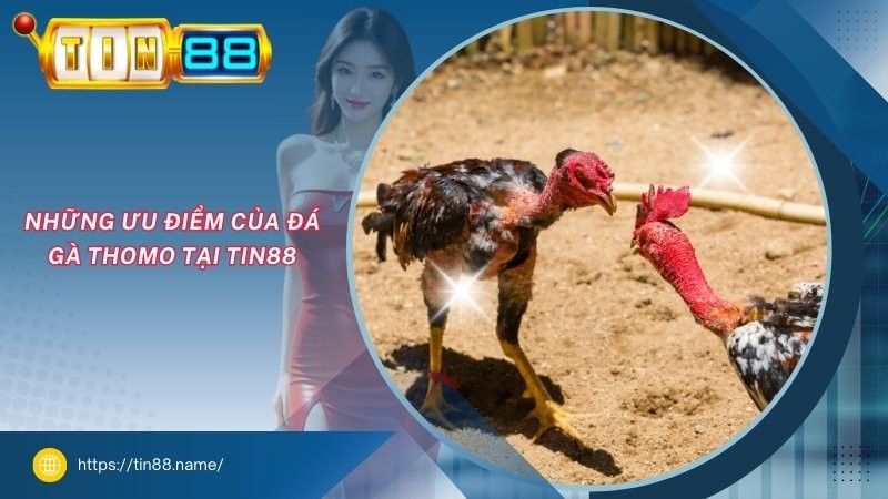 Những ưu điểm của đá gà Thomo tại TIN88 Những ưu điểm của đá gà Thomo tại TIN88